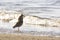 Male Ruff bird in breeding plumage stands on  shore of the lake