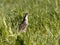 Male Ruff on migration