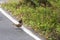 Male Ruffed grouse crossing a road.West Kill.Greene County.New York.USA