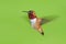 Male rufous Hummingbird