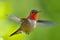 Male rufous Hummingbird