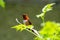 Male Rufous hummingbird perching on the branch.