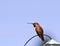 Male Rufus Hummingbird Sitting On Wire