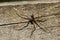 A male Running Crab Spider, Philodromus aureolus, hunting on a wooden fence at the edge of woodland in the UK.