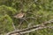 Male rustic bunting, Emberiza rustica