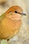 Male rusty-naped pitta