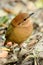 Male rusty-naped pitta