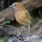 Male Rusty-naped Pitta