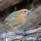 Male Rusty-naped Pitta