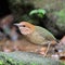 Male Rusty-naped Pitta