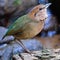 Male Rusty-naped Pitta