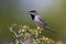 Male RÃ¼ppell`s warbler (Sylvia rueppelli)