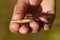 Male\'s hand holding a lizard upside down with yellow belly