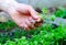 Male`s hand holding microgreens on seedbed background. Farmer inspect fresh rocket salad sprouts in garden. Healthy food concept