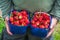 A male`s hands holding a baskets with freshly picked fruit