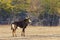 Male sable antelope Hippotragus niger with magnificent horns,