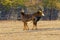 Male sable antelope Hippotragus niger with magnificent horns,