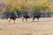 Male sable antelope Hippotragus niger with magnificent horns,