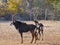 Male sable antelope Hippotragus niger with magnificent horns,