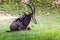 Male Sable Antelope on the plains of Hwange National Park