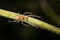 Male Sac spider, Clubiona terrestris, Pune, Maharashtra