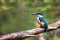 Male sacred kingfisher, Todiramphus sanctus, against soft woodland background of green foliage with space for text. Victoria,