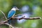 Male sacred kingfisher, Todiramphus sanctus, against soft woodland background of green foliage with space for text. Victoria,