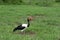 A male saddle-billed stork pecking pecking for food in the grass. The male saddle-billed stork has brown irises. Location: Kruger