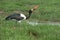 A male saddle-billed stork pecking pecking for food in the grass. The male saddle-billed stork has brown irises. Location: Kruger