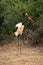 Male saddle-billed stork stands near thick bushes