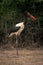 Male saddle-billed stork stands by thick bushes