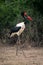 Male saddle-billed stork walks past thick bushes