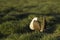 Male Sage Grouse (Centrocercus urophasianus) dances on the lek in golden morning sunlight