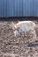 Male saiga or Saiga tatarica