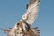 Male saker falcon during a falconry flight show in Dubai, UAE.