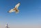 Male saker falcon during a falconry flight show in Dubai, UAE.