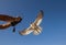 Male saker falcon during a falconry flight show in Dubai, UAE.