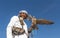 Male saker falcon during a falconry flight show in Dubai, UAE.