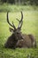 male sambar deer lying on green grass field ,Khao yai national park is one of most popular natural traveling destination in