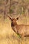 Male Sambar Deer walking around looking for females in the forest of Tadoba National Park