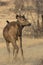 Male sambar who stands on a forest glade near a small tree on a