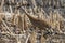 Male sandhill crane Antigone canadensis near the nest