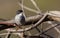 Male Sardinian Warbler