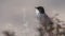 Male Sardinian Warbler on Shrubs