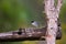 Male Sardinian Warbler on wooden fence