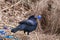 Male Satin Bower Bird