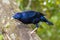 Male Satin Bowerbird