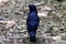 Male Satin Bowerbird