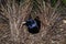 Male Satin Bowerbird, Ptilonorhynchus violaceus