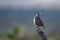 Male Scaled Quail sings at dawn in Organ Mountains-Desert Peaks National Monument in New Mexico